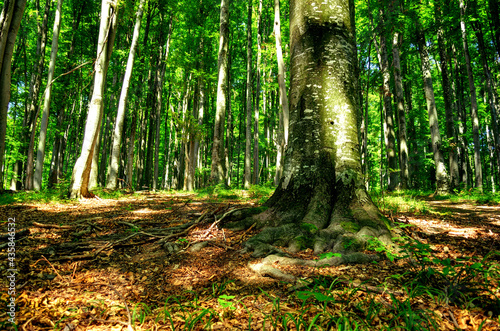 Forest trees in nature sunlight. HDR Image © Mihai