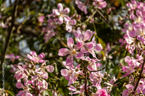 Alguns galhos floridos de árvore chamada "barriguda". Ceiba speciosa. © Angela