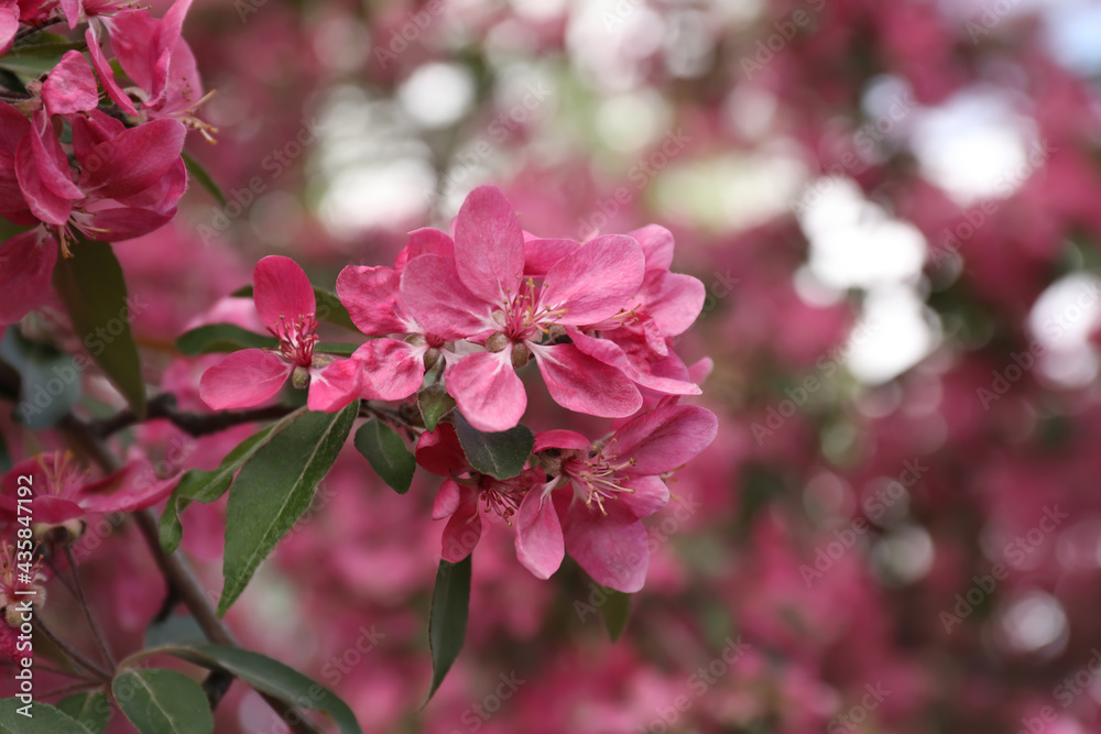 Beautiful cherry tree with pink blossoms outdoors, closeup. Spring season Beautiful cherry tree with pink blossoms outdoors, closeup. Spring season