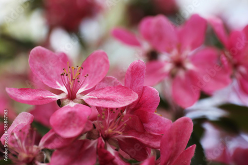 Beautiful cherry tree with pink blossoms outdoors, closeup. Spring season