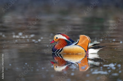 Eine Mandarinente spiegelt sich im Gewässer