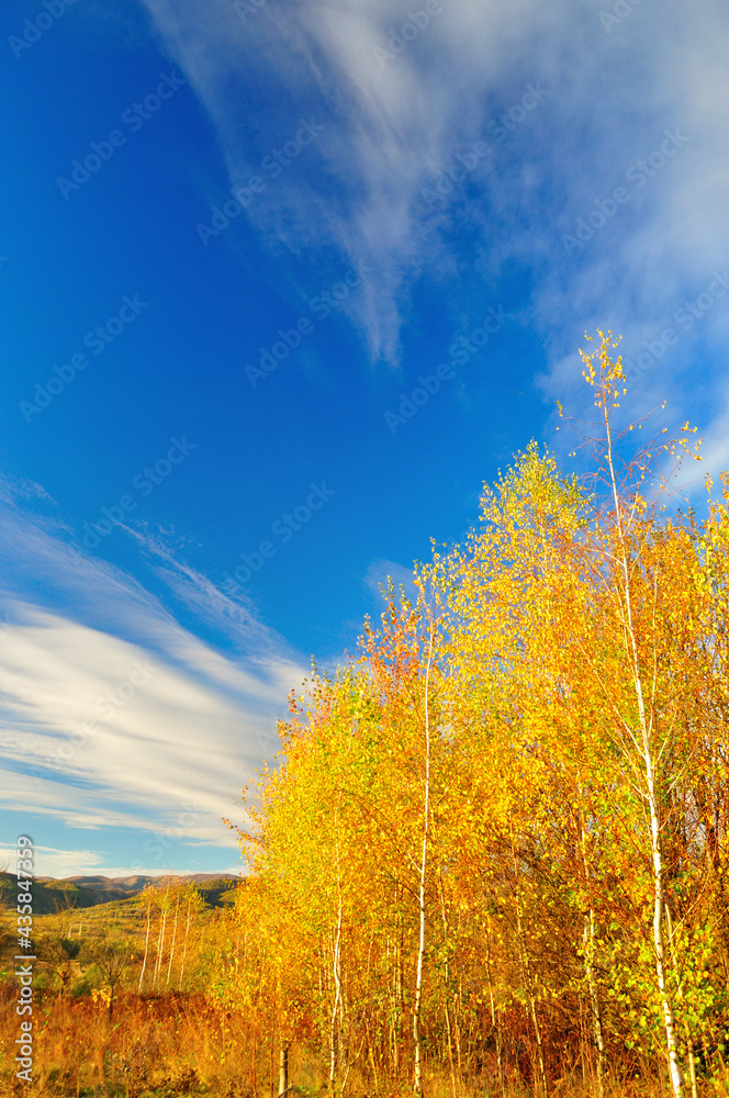 Autumn landscape. Birch trees against dark blue sky with beautiful white clouds Autumn landscape. Birch trees against dark blue sky with beautiful white clouds