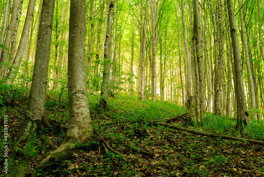 Forest in sunset light. Forest in sunset light.
