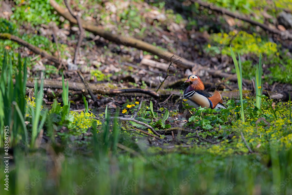Eine Mandarinente im Frühjahrswald unterwegs Eine Mandarinente im Frühjahrswald unterwegs