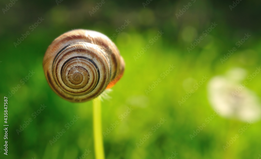 Snail shell hanging on a dandelion Snail shell hanging on a dandelion