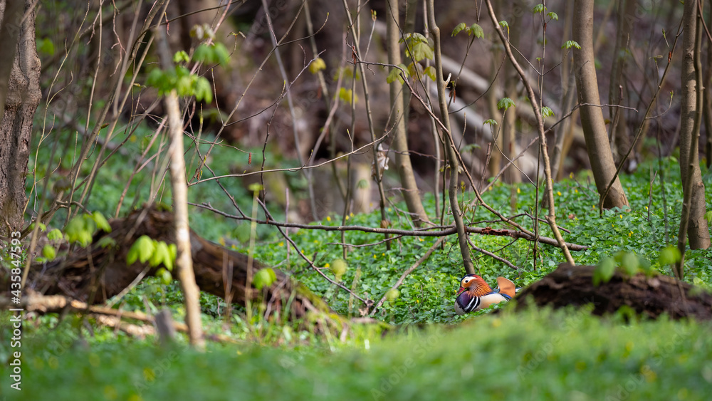 Eine Mandarinente im Frühjahrswald unterwegs