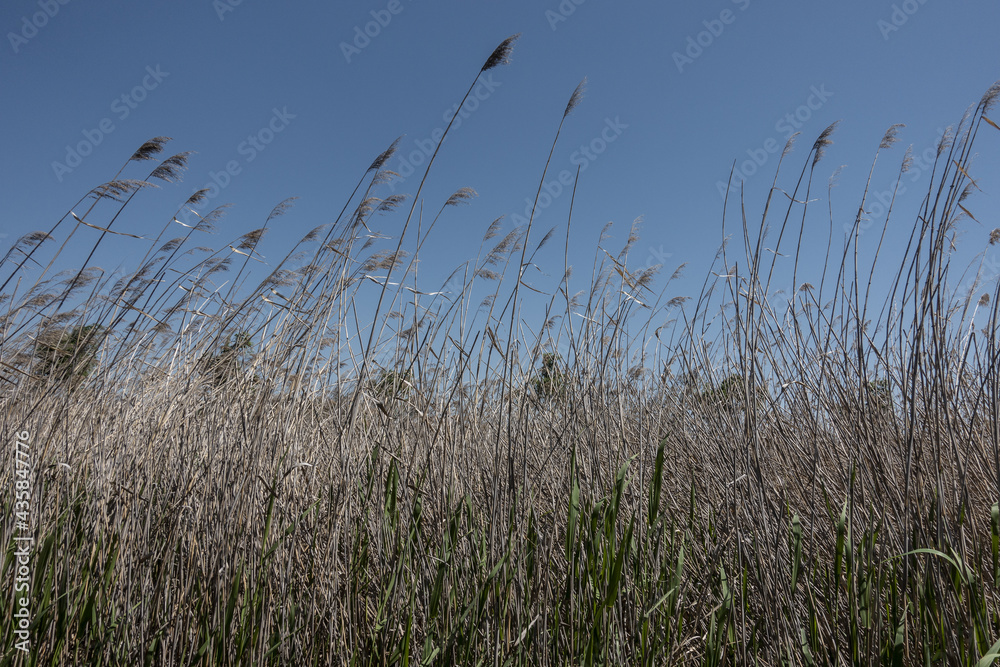 Obraz premium 파란 하늘 아래 갈대 숲