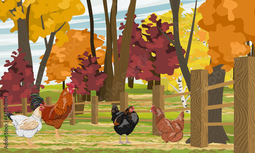 Rooster and hens are walking in the backyard. Fence in front of a bright autumn forest. Domestic bird. Agricultural vector realistic landscape