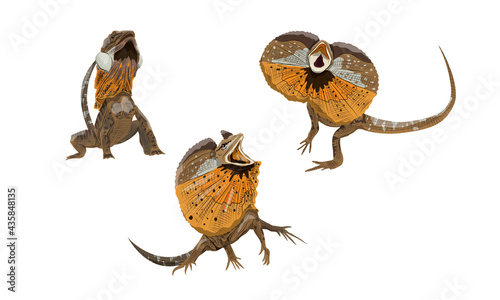 Set of Frilled Lizards Chlamydosaurus kingii or frill-necked lizard, frilled dragon or frilled agama. Wild reptiles of Australia and New Guinea. Realistic vector animal photo