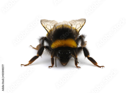 Buff-tailed bumblebee, Bombus, isolated on white