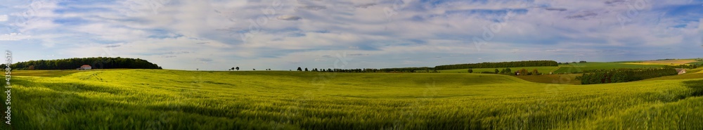 Großes Weizenfeld bei Wiesviller in Frankreich