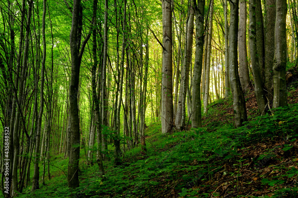 Obraz premium Forest in sunset light.
