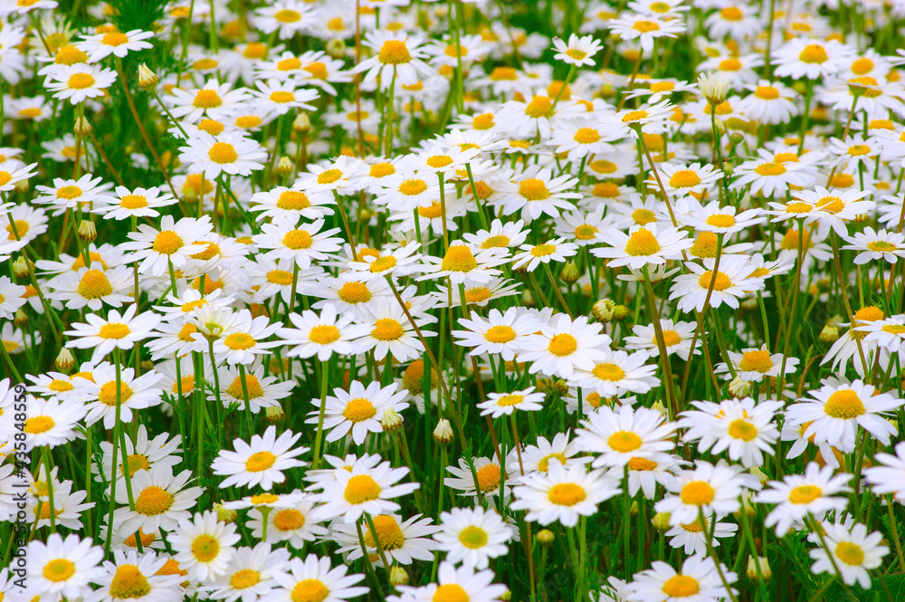 White daisy on field