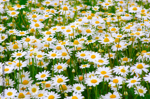 Fotografia White daisy on  field