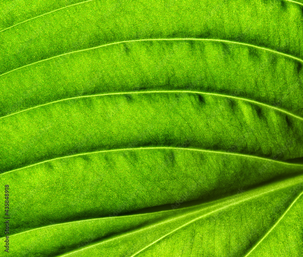 Leaf texture pattern for spring background. Leaf texture pattern for spring background.
