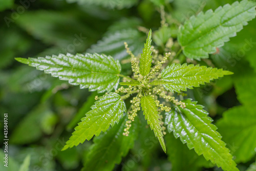 Close-up of a young nettle bush with green leaves.