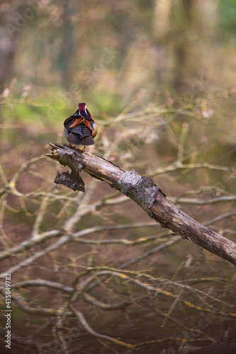 Eine Mandarinente sitzt auf einem Baumstamm im Wald