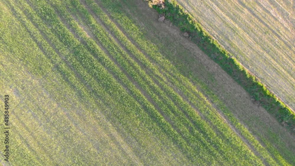 Aerial view of a field with green sprouting young vegetation and a yellow ungreen field surface, abstract impression. Aerial view of a field with green sprouting young vegetation and a yellow ungreen field surface, abstract impression.