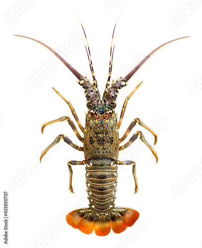 Langoust whole raw one isolated on white background with clipping path, element of packaging design. Full depth of field.