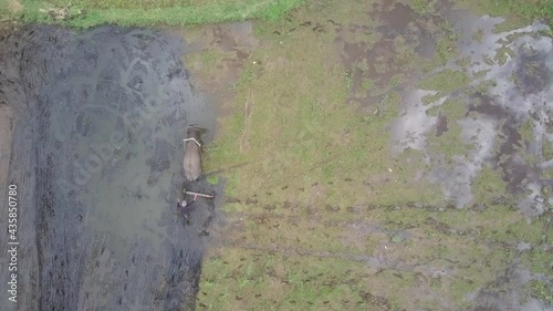 Aerial Lockdown Farmer Plowing With Bull In Farm, Drone Flying Over Wet Landscape - Zambales, Philippines  photo