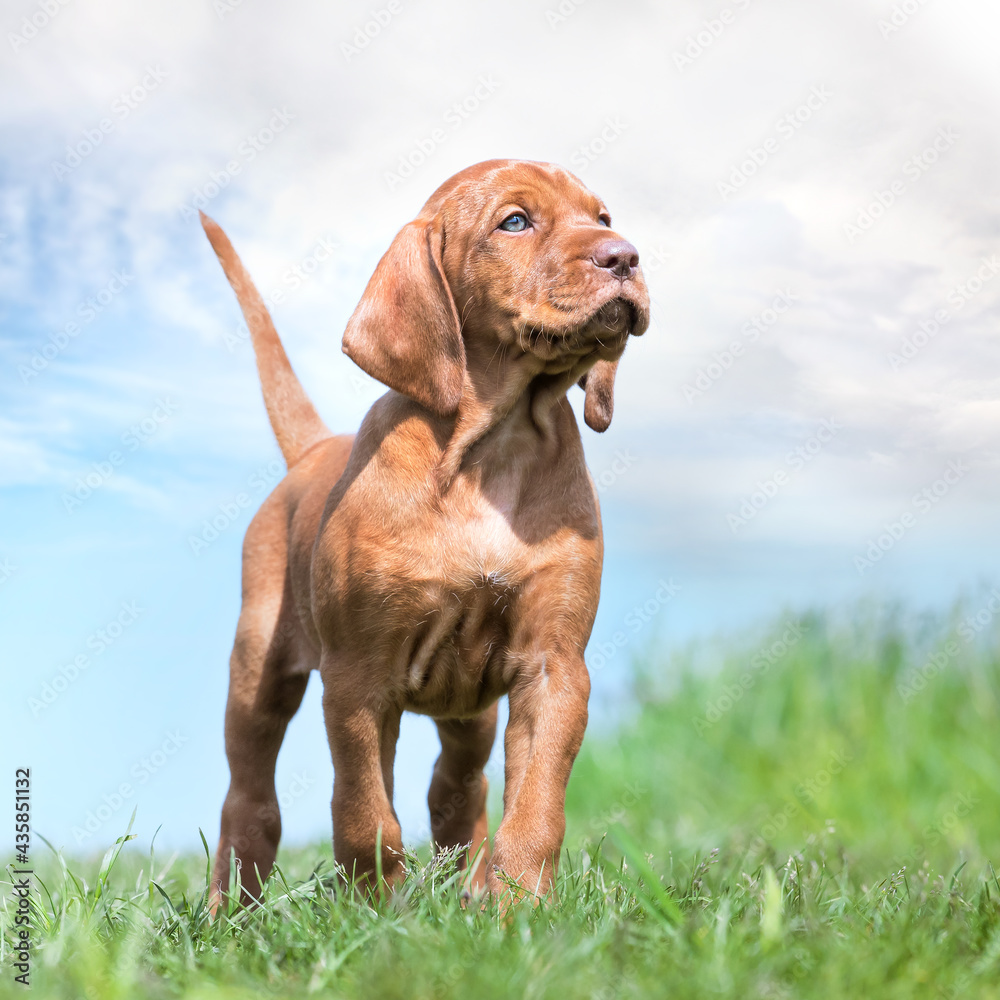 Vizla enjoys the view of the field Vizla enjoys the view of the field