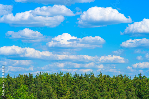 Tranquil landscape with treetops and blue sky with clouds. Coniferous forest. Background with empty place for text. Template for a conservation slide  cover or website.