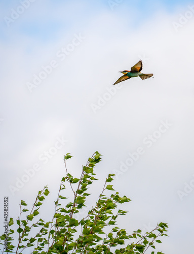 A bee-eater or Merops apiaster bird flies in the blue sky over the top of a birch tree © Игорь Кляхин