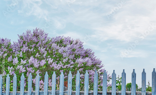 Blooming lilac bush