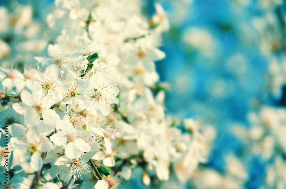 Spring Cherry Blossoms Spring Cherry Blossoms