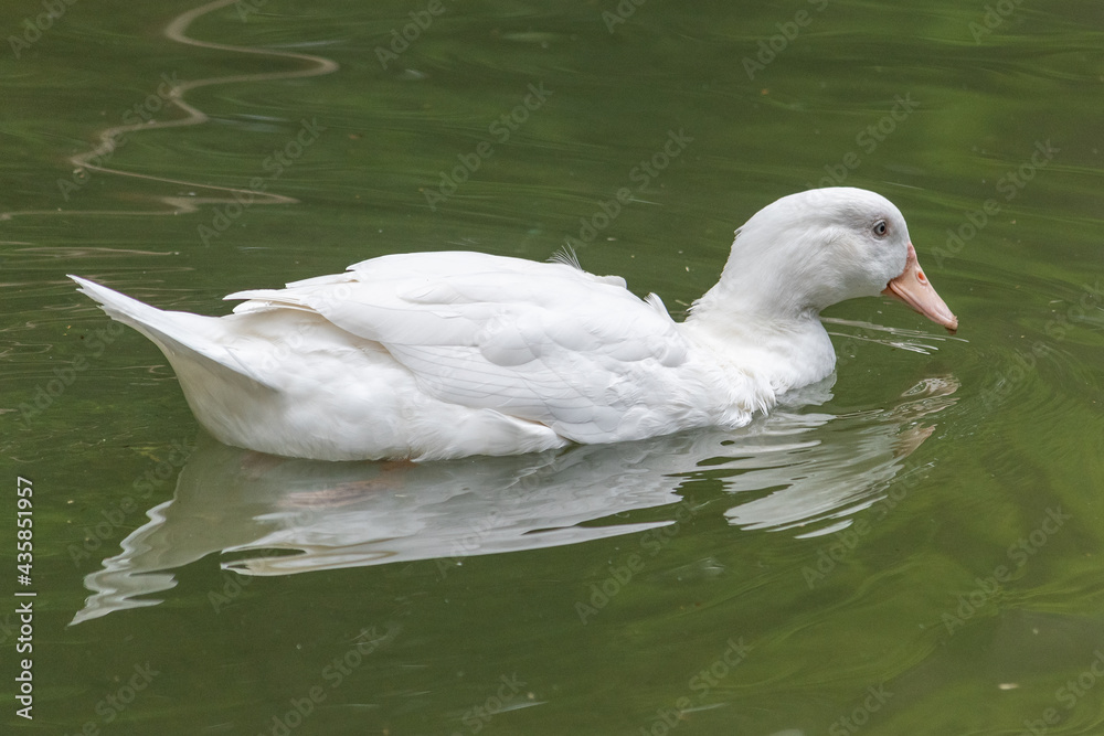 Ente im Wasser