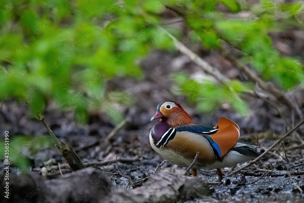 Ein Mandarinentenerpel am Gewässerufer Ein Mandarinentenerpel am Gewässerufer