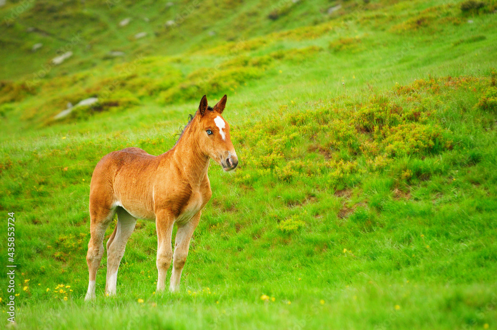 Blue eyes foal in the Carpathian mountains mountains. Rare animal in Romania. Blue eyes foal in the Carpathian mountains mountains. Rare animal in Romania.