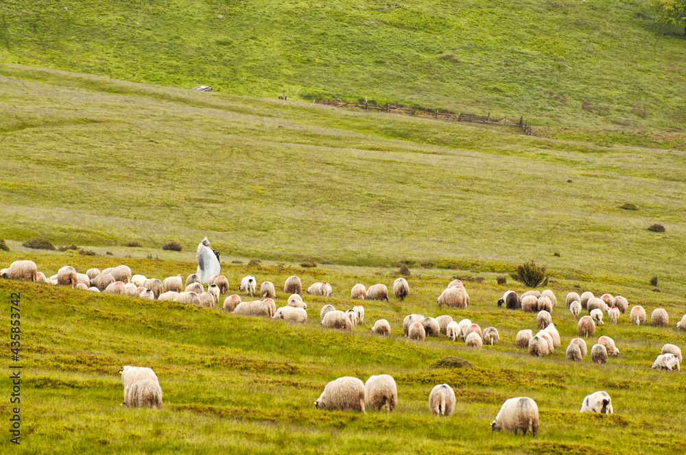 Lonely shepherd with sheep in high mountains. Lonely shepherd with sheep in high mountains.