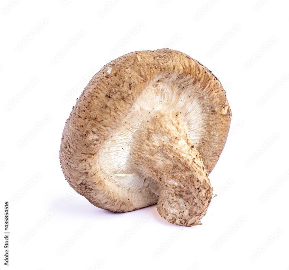 Shiitake mushroom isolated on White background Shiitake mushroom isolated on White background