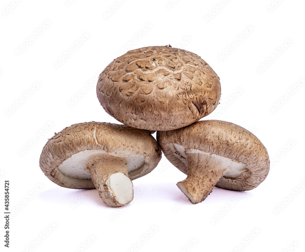 Shiitake mushroom isolated on White background Shiitake mushroom isolated on White background