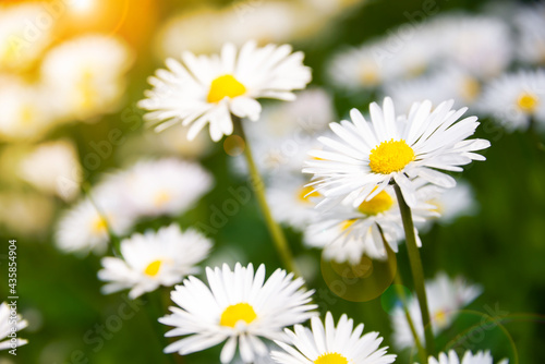 Green field with blooming wild daisy flowers in summer