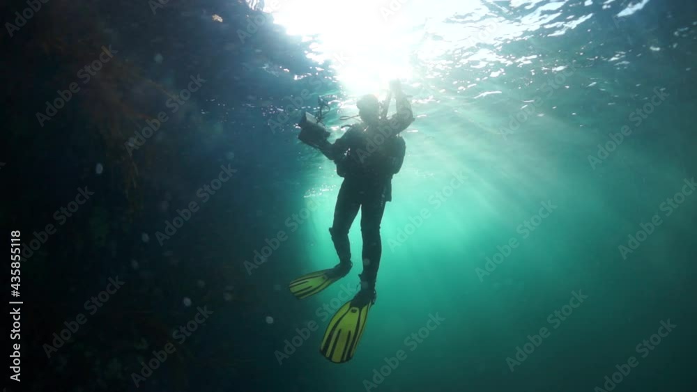 Diverin the thickets of grass of the clear water against the sun on blue background. View from underwater deep in Barents Sea. Diverin the thickets of grass of the clear water against the sun on blue background. View from underwater deep in Barents Sea.