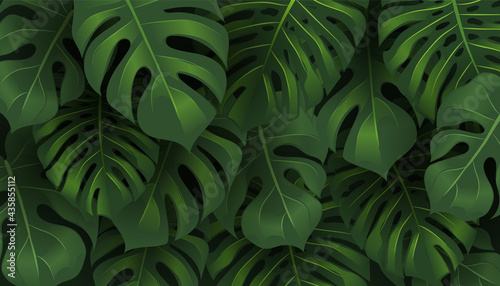 Tropical jungle Monstera leaves background. 