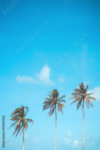Tropical palm tree with blue sky and cloud abstract background. Summer vacation and nature travel adventure concept.