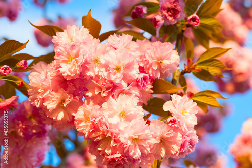 Close-up sakura blossom flo...
