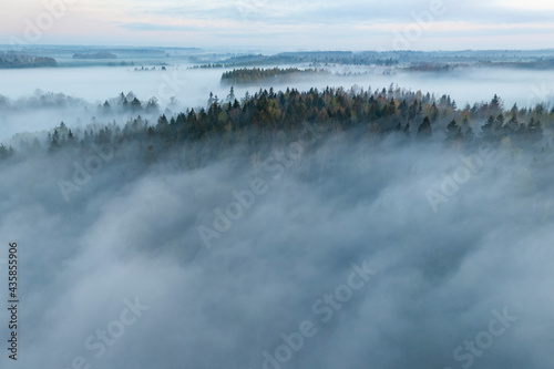 Forest surround by thick fog