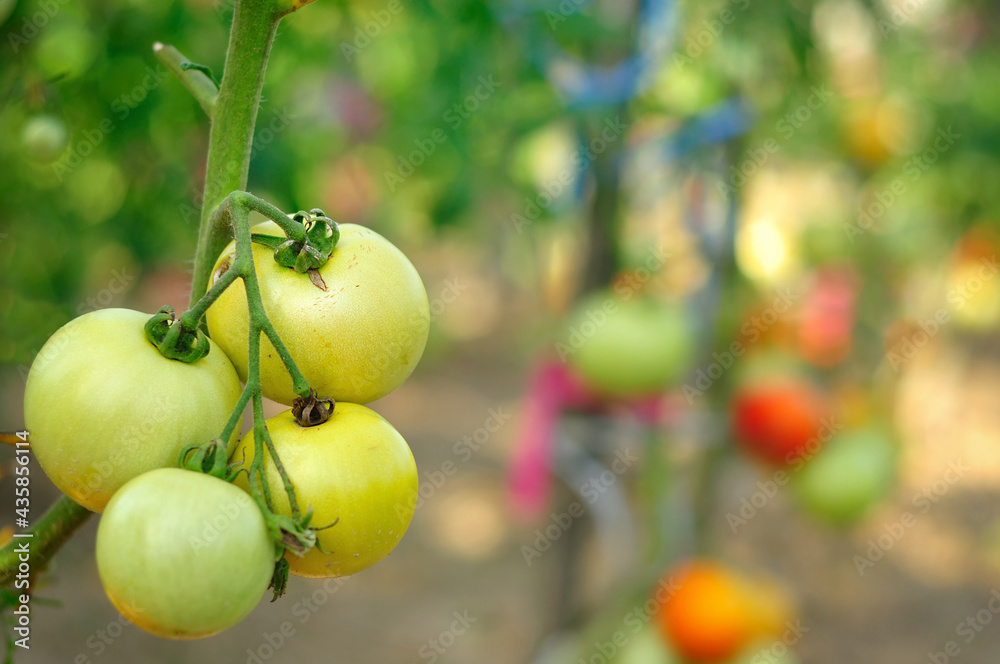 Green tomatoes on a branch Green tomatoes on a branch