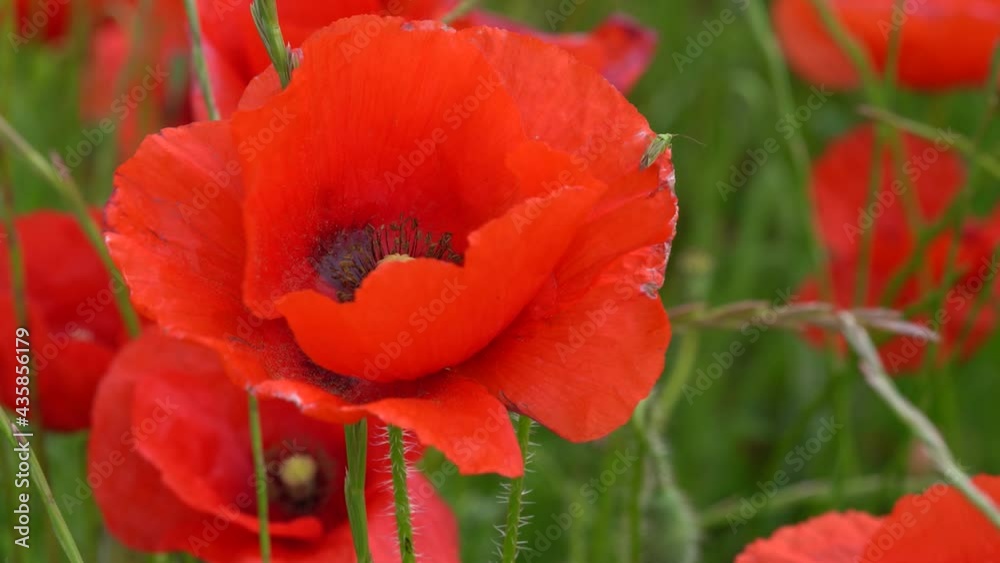 Close up on a red wild poppy flower swirling in the spring wind, macro lens Close up on a red wild poppy flower swirling in the spring wind, macro lens