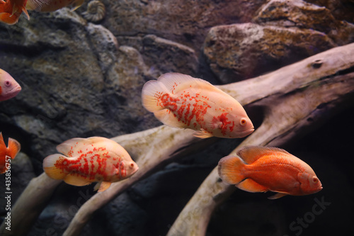 Beautiful albino oscar fishes in clear aquarium photo