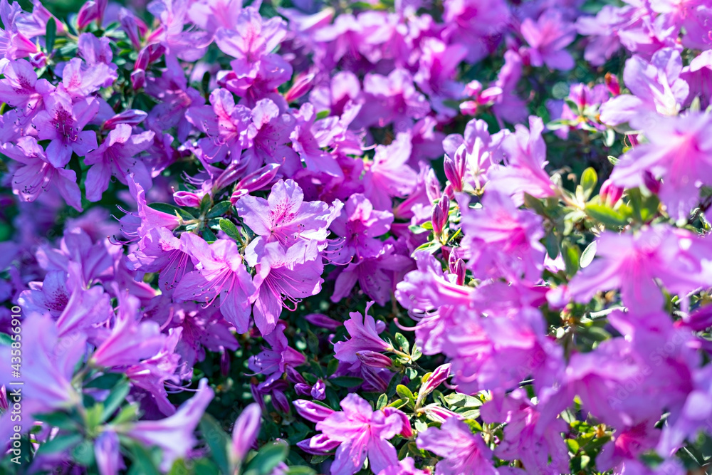 Fototapeta premium Floral background of pink purple rhododendron flowers close up copy space, botanical Rhododendron ponticum, beauty in nature, selective focus, blossoming plant