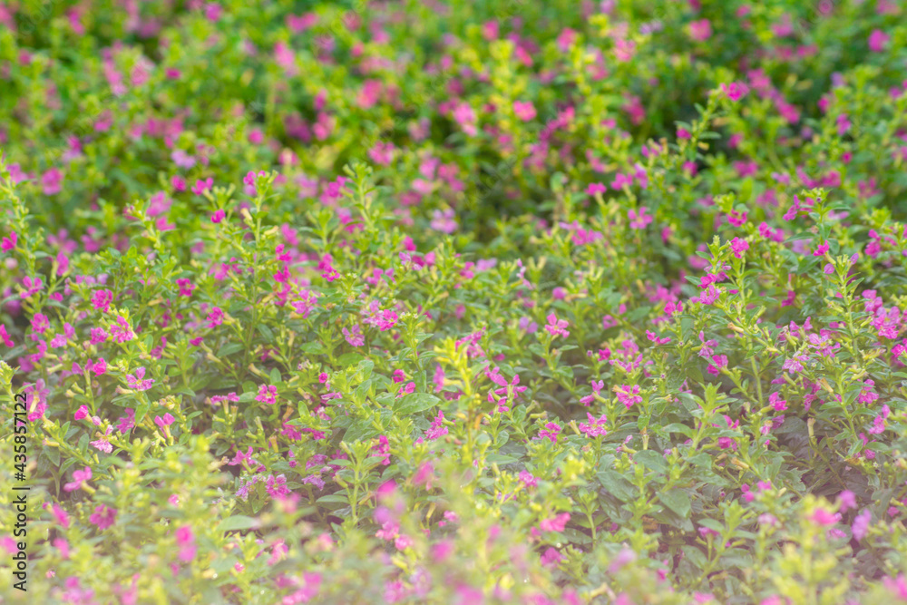 Blur focus flower is a beautiful in the garden.