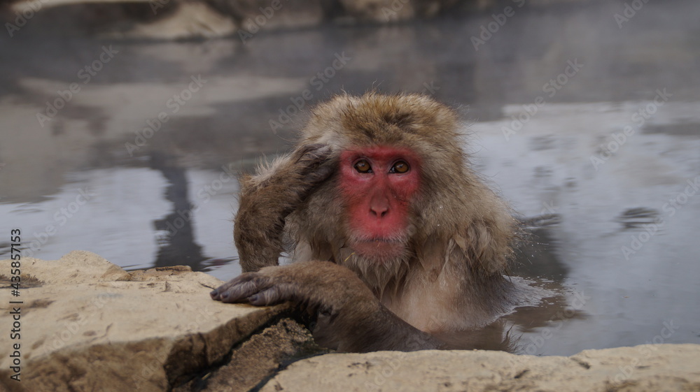 Naklejka premium Visit the Japanese Monkey Park