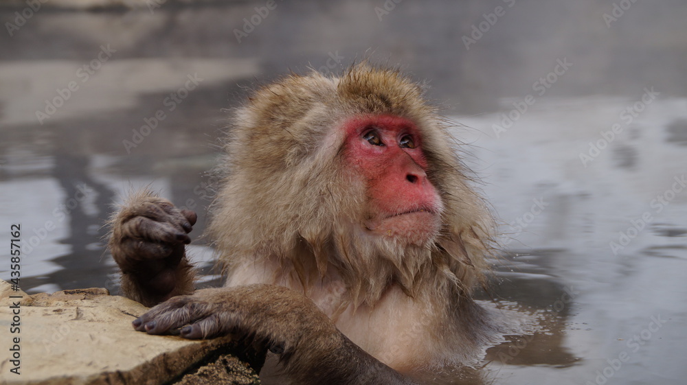 Fototapeta premium Visit the Japanese Monkey Park