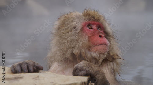 Visit the Japanese Monkey Park © travelers.high
