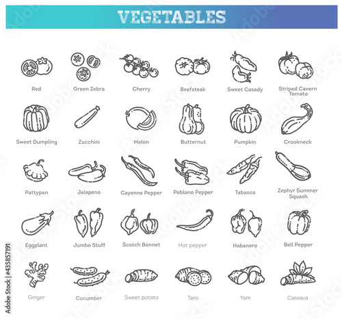 Vector collection with various kind of tomatoes  peppers  squashes and other vegetables